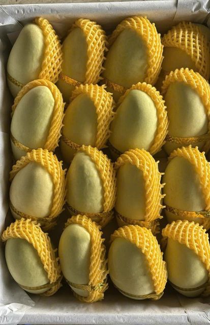 Yellow Keo Mango - Image 1